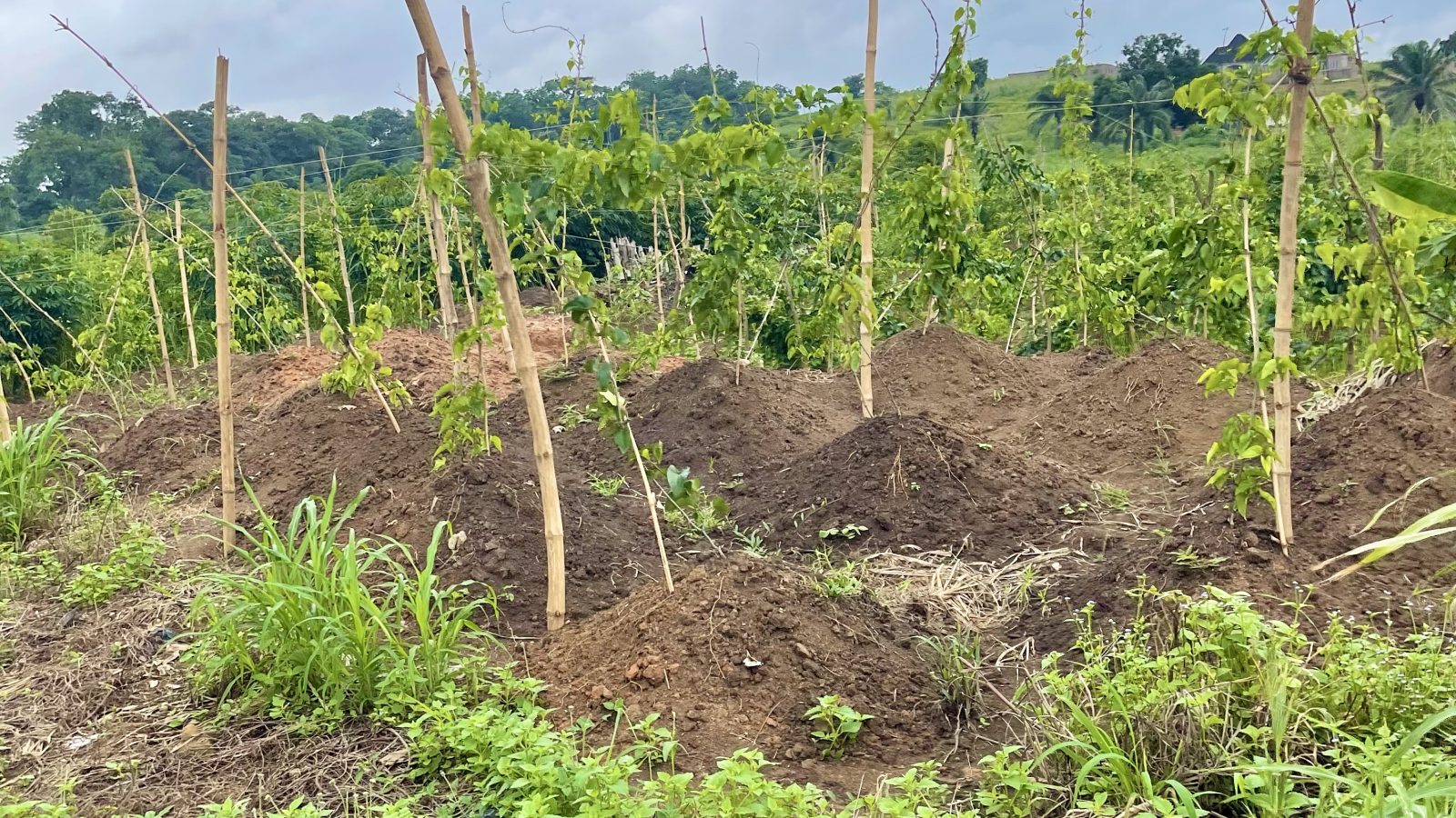 Cultivated farmland in Nigeria showing crops growing in a rural agricultural landscape